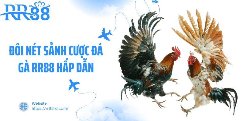 Đôi nét sảnh cược đá gà RR88 hấp dẫn