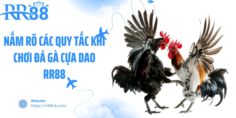 Nắm rõ các quy tắc khi chơi đá gà cựa dao RR88 Nắm rõ các quy tắc khi chơi đá gà cựa dao RR88